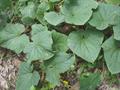 Cucumber